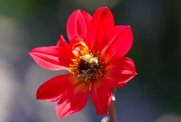 stock image Bee collects nectar on a red dahlia flower.