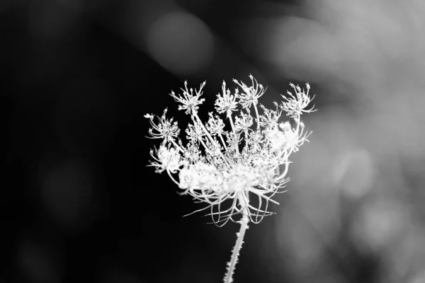 White Blossom Black Background — Photo