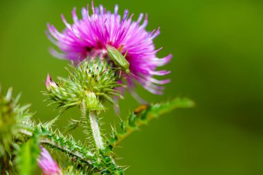 Devedikeni çiçeğinin üzerindeki yeşil böcek. Doğal ortamda böceğe yakın çekim.