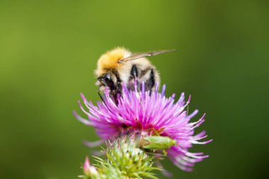 Yaban arısı devedikeni çiçeğinin nektarını toplar. Böcek, doğal ortamda yakın plan. Bomba!.