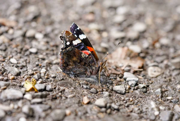 돌밭에 나비의 사진입니다 바네사 — 스톡 사진