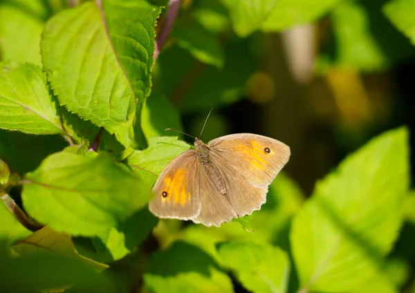 Small Heath Green Leaf Natural Environment Butterfly Close Coenonympha Pamphilus — Stock Photo, Image