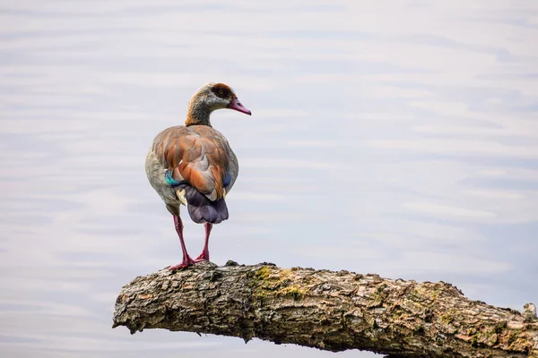 stock image Egyptian goose at a lake. Bird close-up in natural setting. Alopochen aegyptiaca.