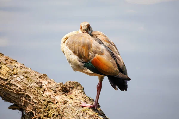 Ganso Egípcio Num Lago Bird Close Ambiente Natural Alopochen Aegyptiaca — Fotografia de Stock