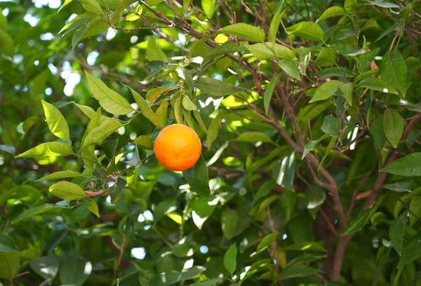 オレンジの木に果実を熟す — ストック写真