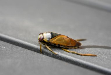 Water bug close-up. Common backswimmer. Notonecta glauca. clipart