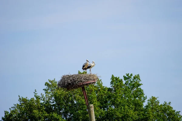 Stork Couple Nest Blue Sky Background — Stock Photo, Image