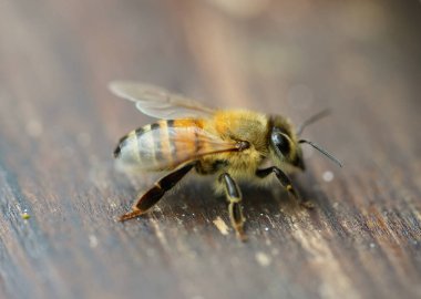 Koyu ahşap arka planda bal arısı yakın plan. Apis mellifera.