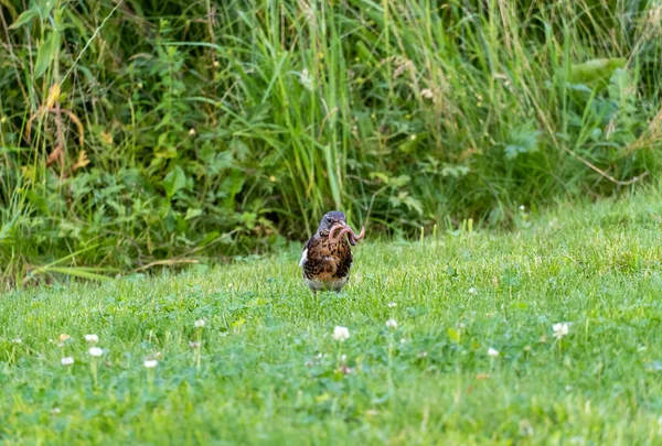 Young Blackbird Worm Its Beak Bird Green Meadow — Stock Photo, Image