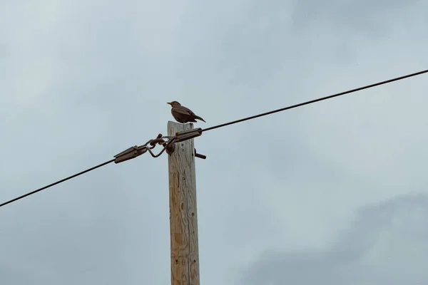Blackbird Sits Power Pole — Stock Photo, Image