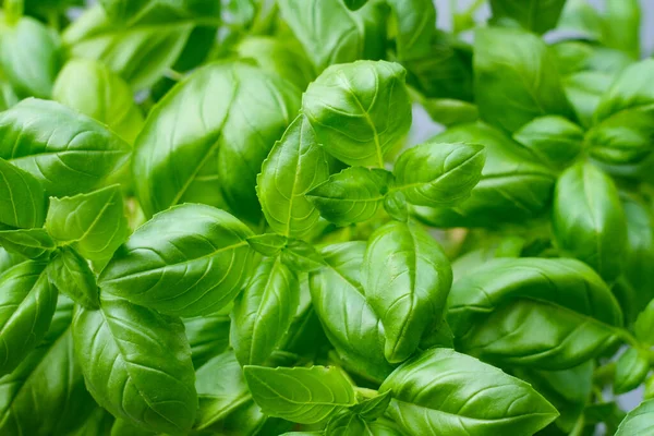 Fresh Basil Leaves Close Ocimum Basilicum Green Herbal Background — Stock Photo, Image
