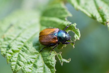 Bahçe chafer bir yaprak yakın çekim. Phyllopertha horticola..