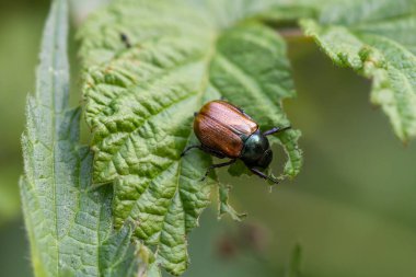 Bahçe chafer bir yaprak yakın çekim. Phyllopertha horticola..