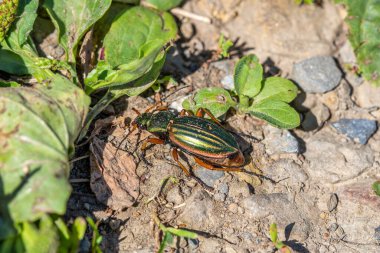 Altın yer böceği, Carabus Auratus. Doğal ortamda böceklere yakın çekim.