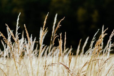 Esmer arka planda kuru çimenler.