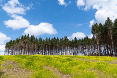 Sauerland 'de yürüyüş alanı. Arnsberg ve Sundern arasındaki Hubertushoehe yakınlarındaki doğa..