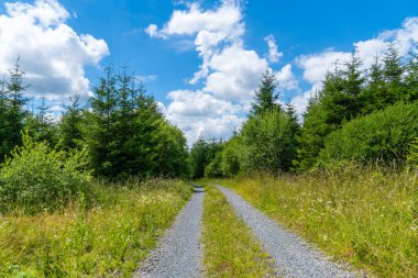 Sauerland 'de yürüyüş alanı. Arnsberg ve Sundern arasındaki Hubertushoehe yakınlarındaki doğa..