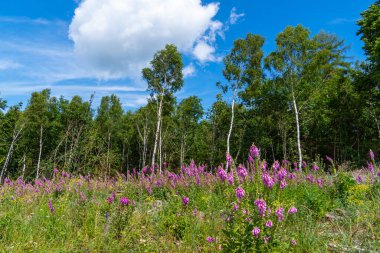 Sauerland 'de yürüyüş alanı. Arnsberg ve Sundern arasındaki Hubertushoehe yakınlarındaki doğa..