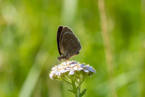 Ringlet Collects Nectar White Flower Butterfly Close Aphantopus Hyperantus — Stock Photo, Image