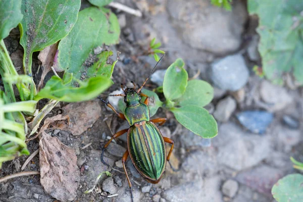 Altın yer böceği, Carabus Auratus. Doğal ortamda böceklere yakın çekim.