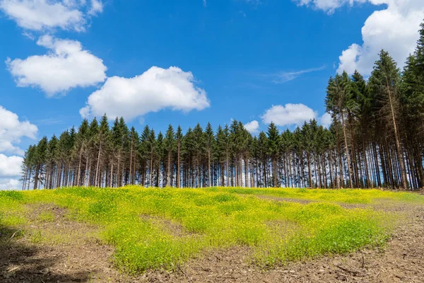 stock image Hiking area in the Sauerland. Nature near the Hubertushhe between Arnsberg and Sundern.