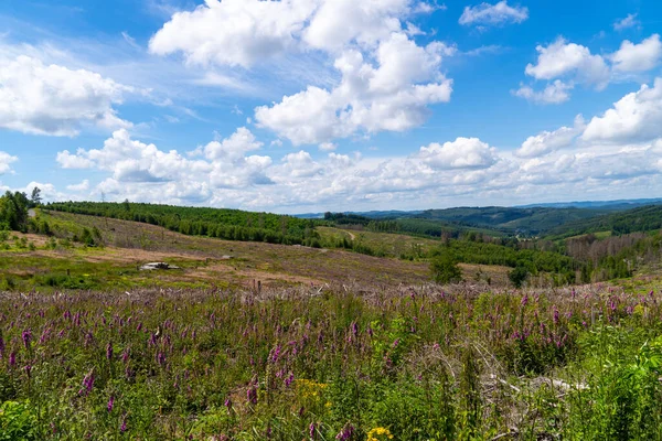 stock image Hiking area in the Sauerland. Nature near the Hubertushoehe between Arnsberg and Sundern.