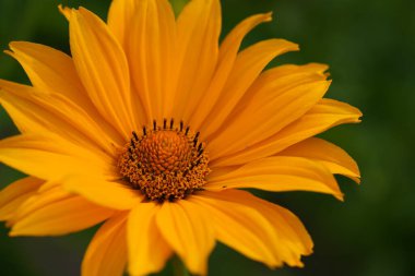 Heliopsis 'in sarı çiçeği yakın plan..