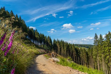 Sauerland, Schomberg 'deki manzara. Lennegebirge 'de Sundern yakınlarında ormanları ve yürüyüş patikaları olan doğa..