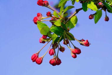 Kırmızı elma, arka planda mavi gökyüzü olan bir dalda çiçek açar..