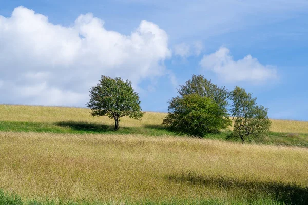Krajobraz Schomberg Sauerland Natura Drzewami Łąkami Pobliżu Sundern Lennegebirge — Zdjęcie stockowe