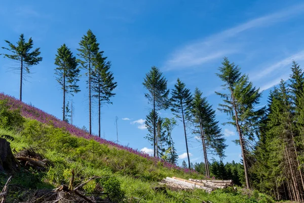 Landschaft Schomberg Sauerland Natur Mit Wäldern Und Wanderwegen Bei Sundern — Stockfoto