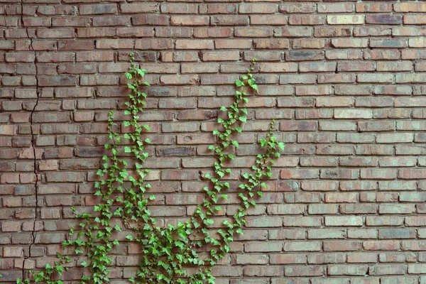 Old brick wall overgrown with ivy. Rustic background.