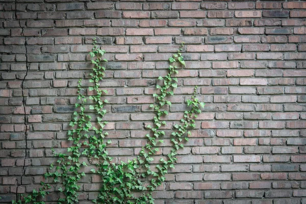 Old brick wall overgrown with ivy. Rustic background.