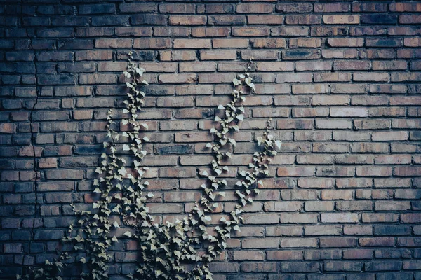 Stará Cihlová Zeď Zarostlá Břečťanem Rustikální Pozadí — Stock fotografie