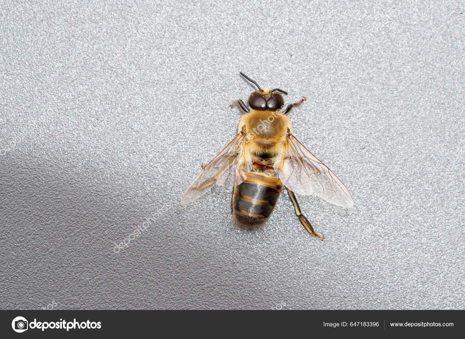 Drone Bee Colony Insect Close Male Honey Bee Apis Mellifera Stock Photo by  ©EllyMiller 647183396