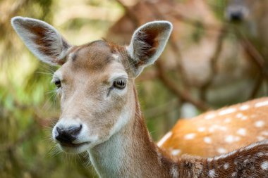 Ormandaki Fallow geyiği. Doğal ortamda bir hayvan. Dama dama.