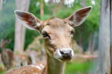 Ormandaki Fallow geyiği. Doğal ortamda bir hayvan. Dama dama.