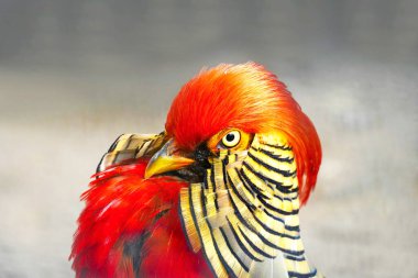 Renkli tüylü altın sülün. Kuş bakışı. Chrysolophus pictus.             