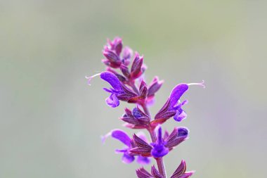Yakından ahşap adaçayı çiçeği. Salvia nemorosa.