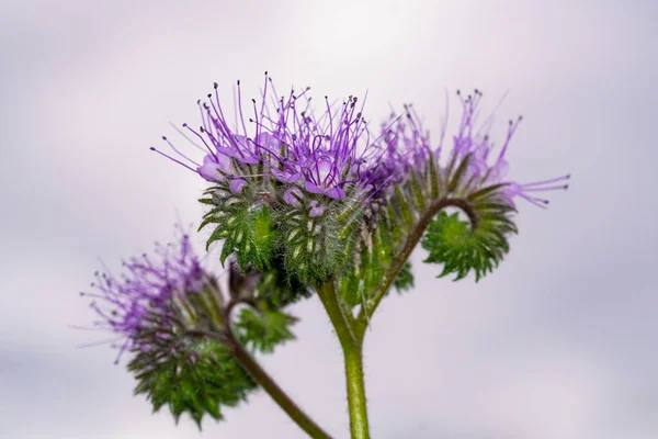 Blühende Blütenbüschel Aus Nächster Nähe Bienenfreundliche Pflanze Phacelia Tanacetifolia — Stockfoto