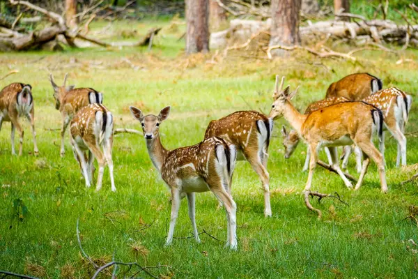 stock image Fallow deer in the forest. Animal in natural environment. Dama dama.