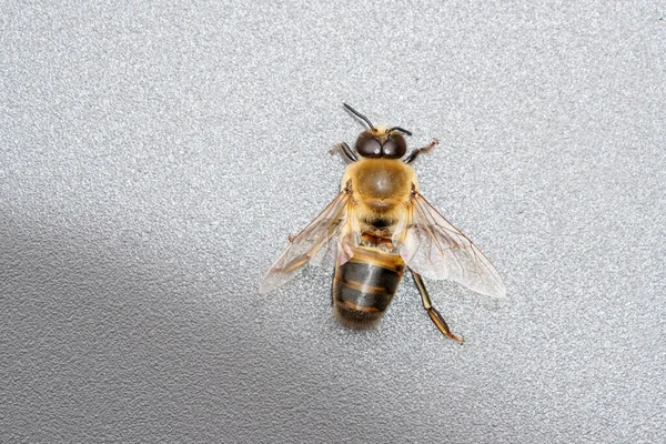 Дрони Бджолиної Колонії Комахи Крупном Плане Самці Медоносної Бджоли Apis — стокове фото
