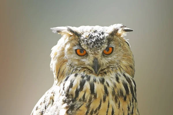 Portrait of a European eagle owl. Bird with orange eyes.