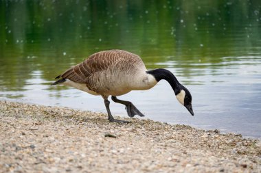 Gölün kıyısındaki Kanada kazı. Branta kanadensis.