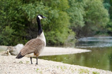 Gölün kıyısındaki Kanada kazı. Branta kanadensis.