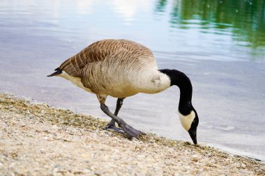 Gölün kıyısındaki Kanada kazı. Branta kanadensis.