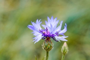 Yeşil arka planda bir çiçek. Bitkinin mavi çiçeği, yakın plan. Centaurea siyanüsü.