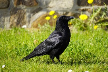 Yeşil çayırdaki siyah bir karga portresi. Corvus Corvidae. Siyah tüylü kuş.