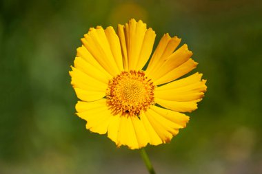 Mızrak yapraklı koreopsinin sarı çiçekleri. Ebediyetler. Koreopsis lanceolata.