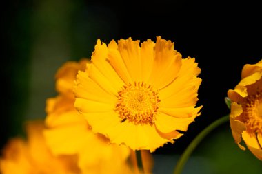 Mızrak yapraklı koreopsinin sarı çiçekleri. Ebediyetler. Koreopsis lanceolata.